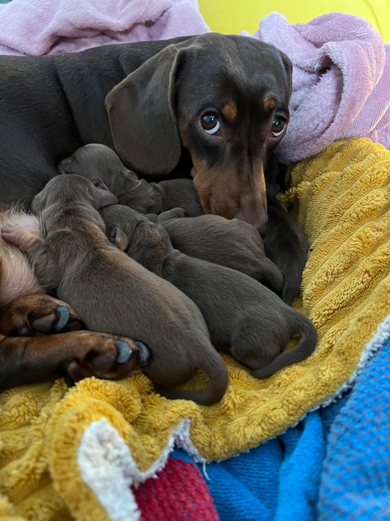 Dachshund puppies