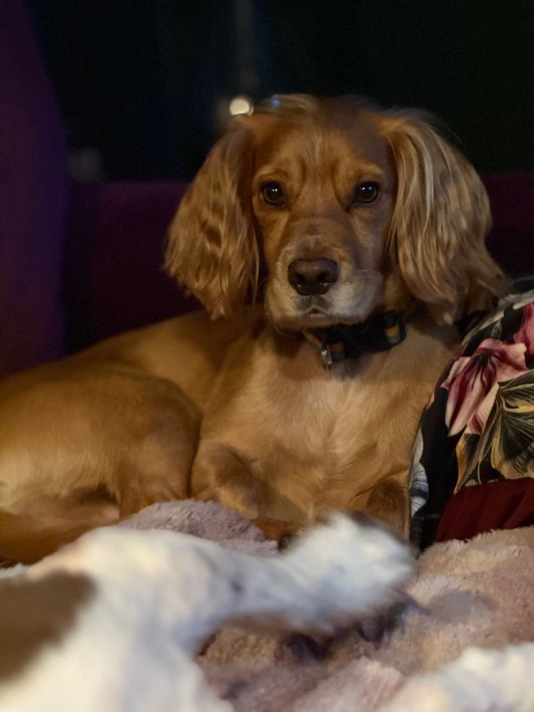 Loving & Caring Forever Home Offered for Young Spaniel – Leicester