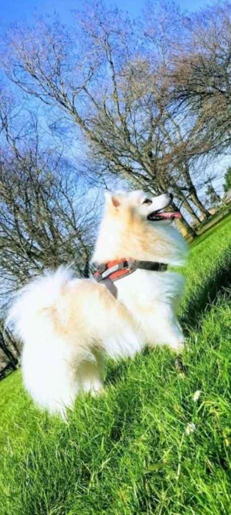 Japanese Spitz for sale 