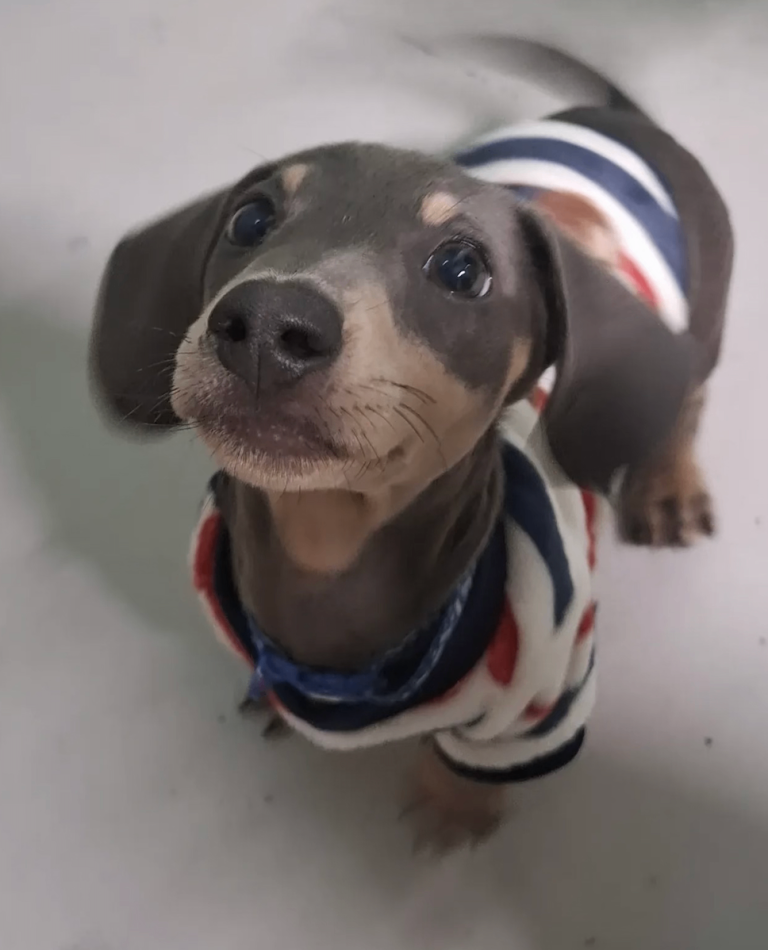 Miniature Dachshund