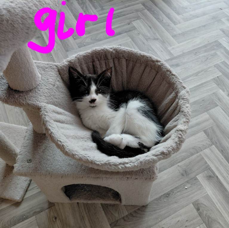 Kittens