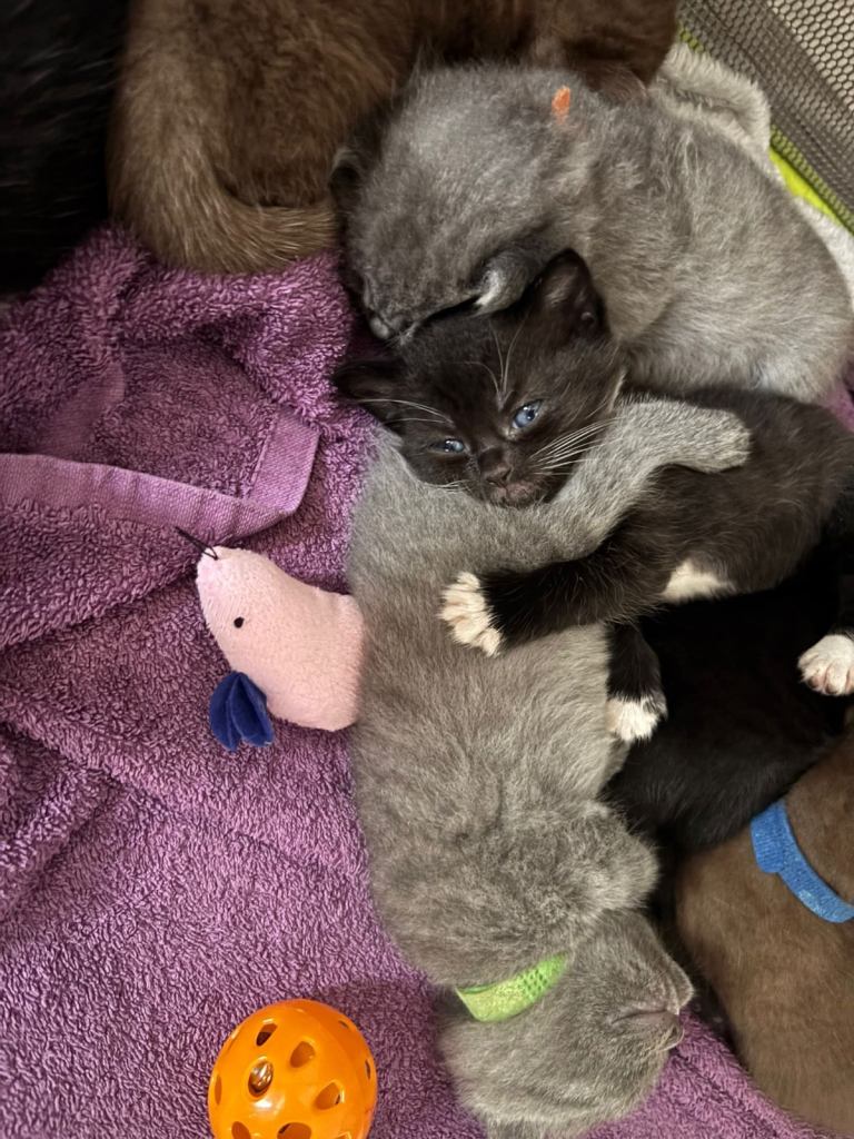 British shorthair kittens please read advert 