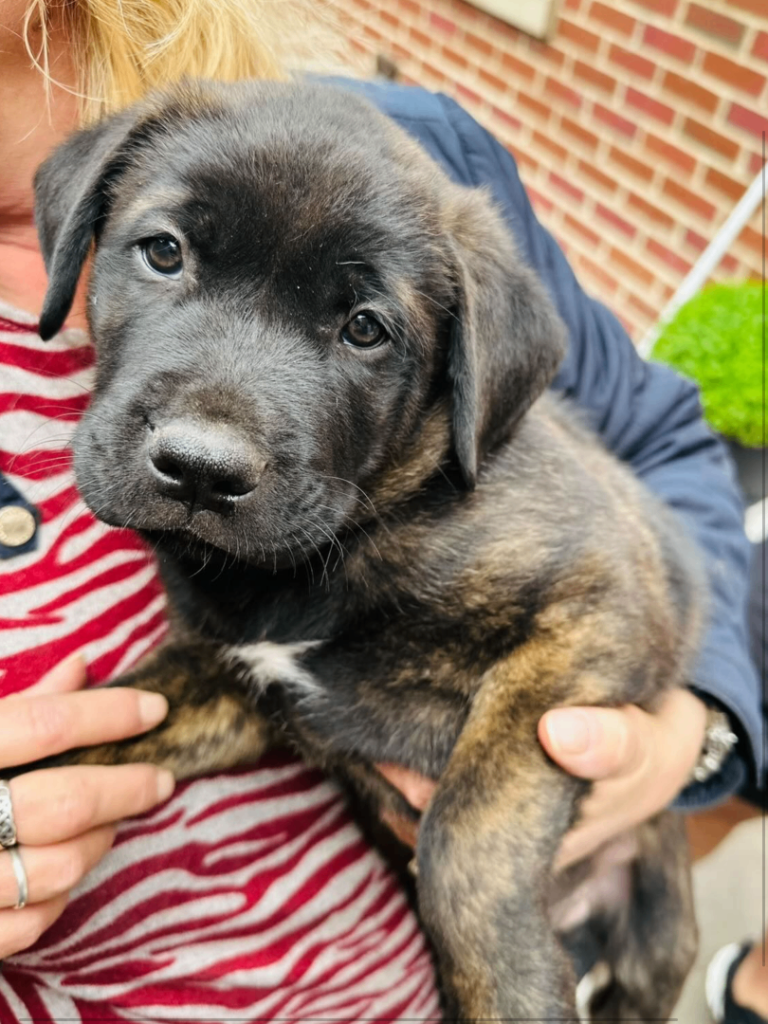 The most beautiful puppies