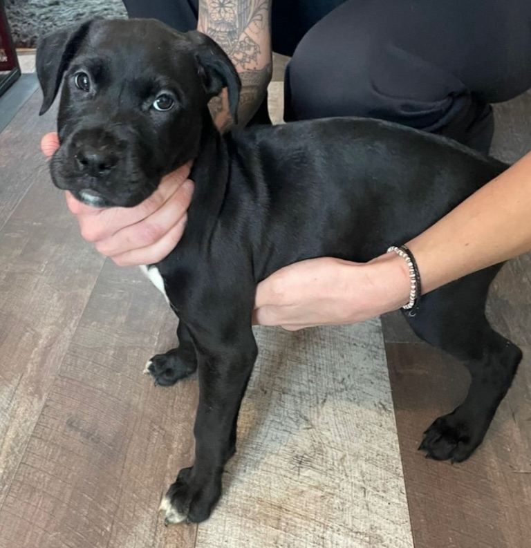 2 Cane Corso x Presa Canario puppies *Ready to leave*  