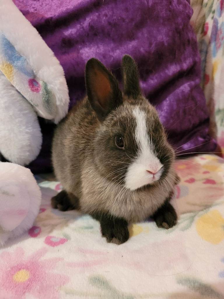 Pure Bred Netherland Dwarfs