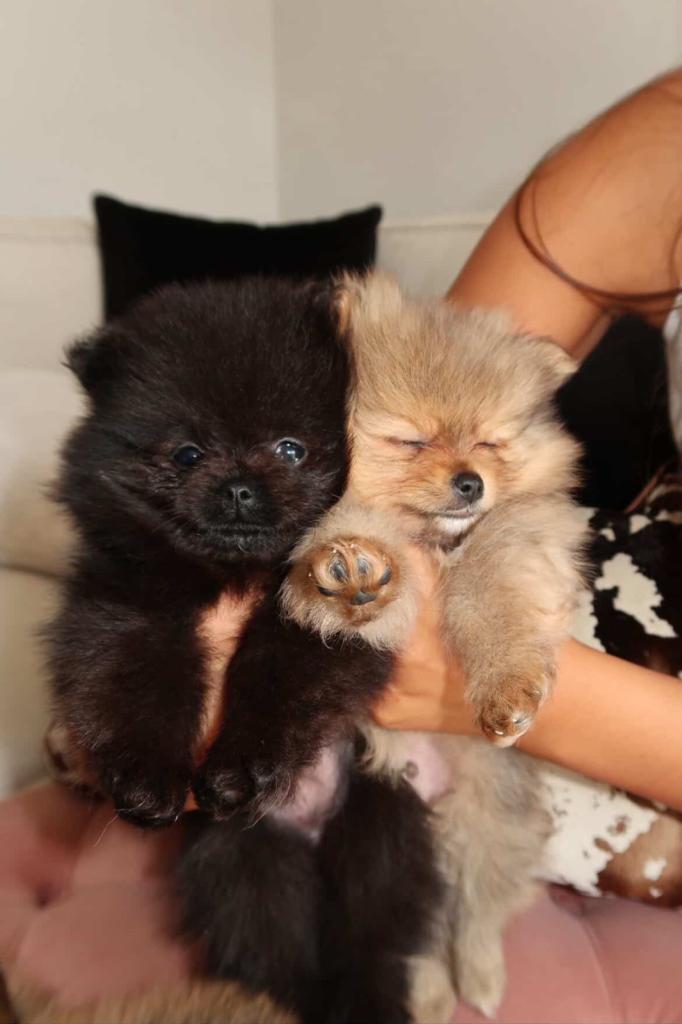4 stunning KC Pomeranian puppies🐻 READY SOON🩵🩷