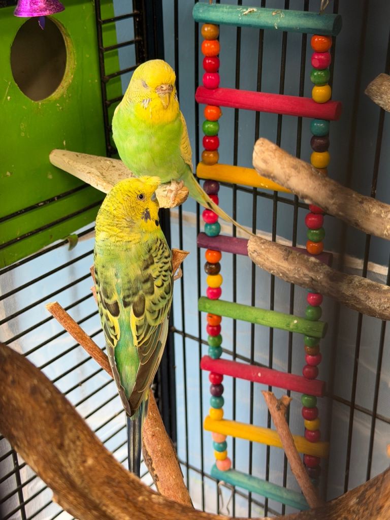 Young Budgie Pair – Ready for New Home