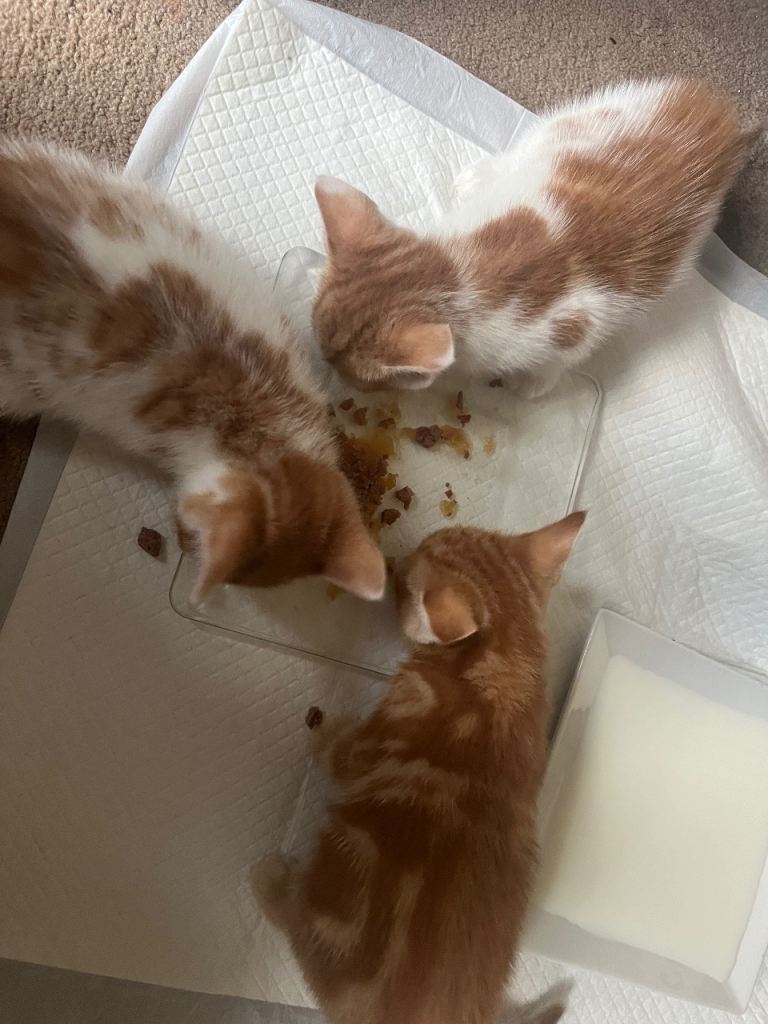 8 kittens for sale