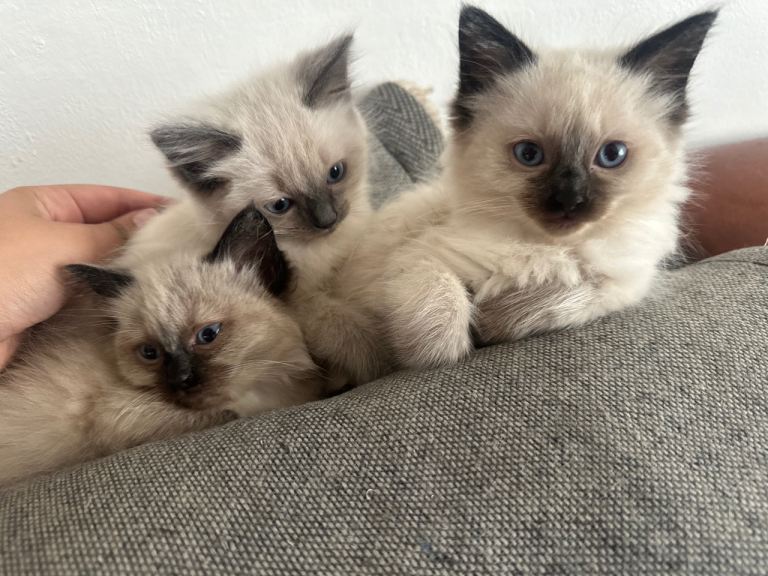 Seal point RAGDOLLS 💕