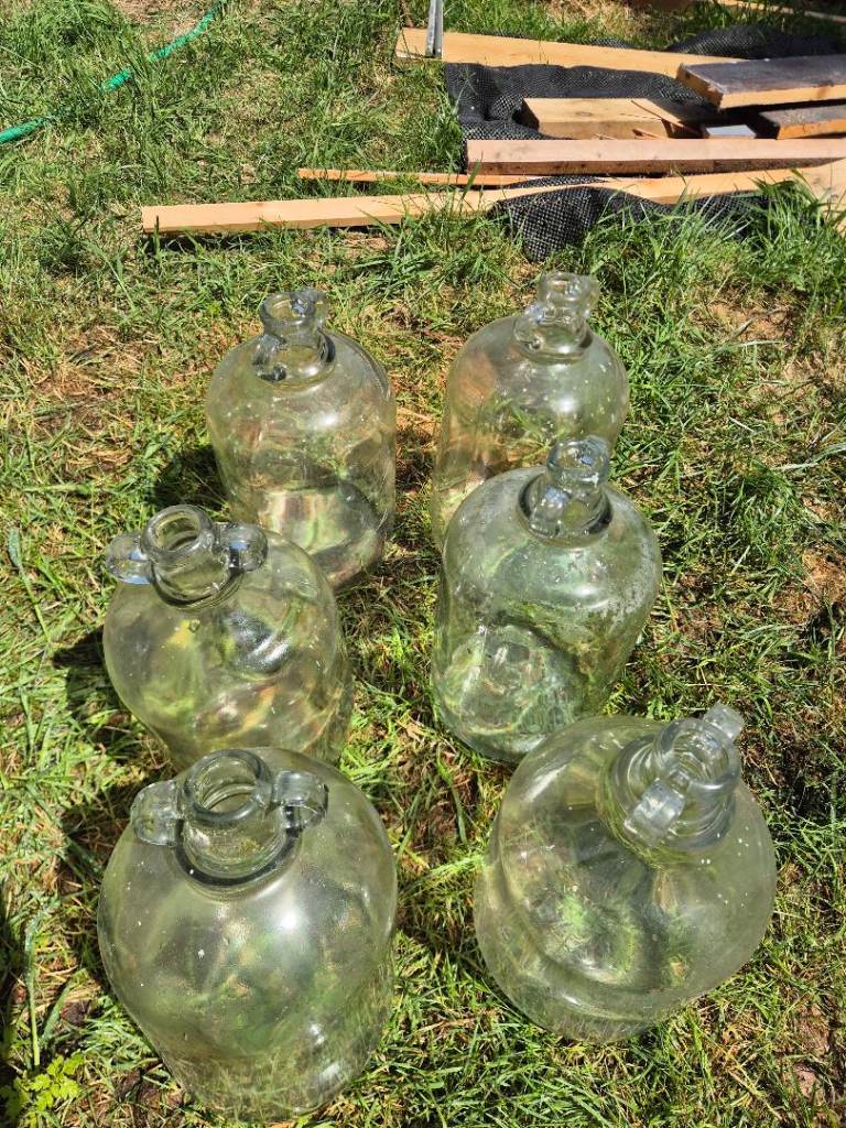 6 Demijohn 1 gallon glass jars