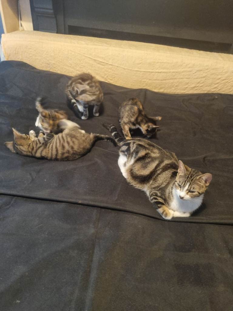 4 kittens