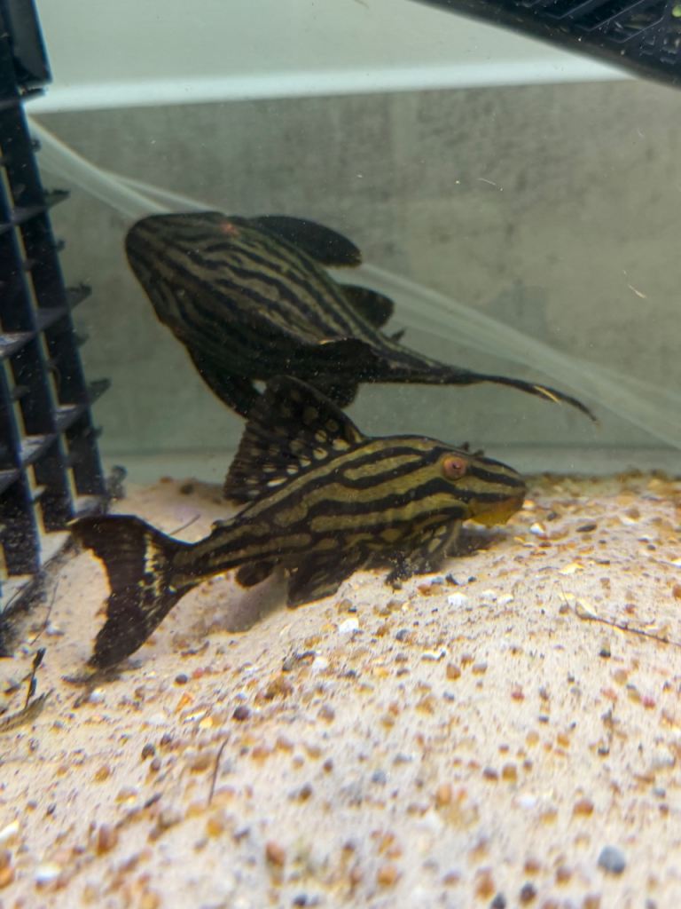 Golden line (royal thunder) panaque 