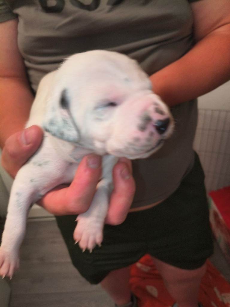 Dalmatian puppies 