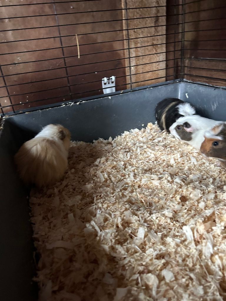 Guinea pigs for sale 