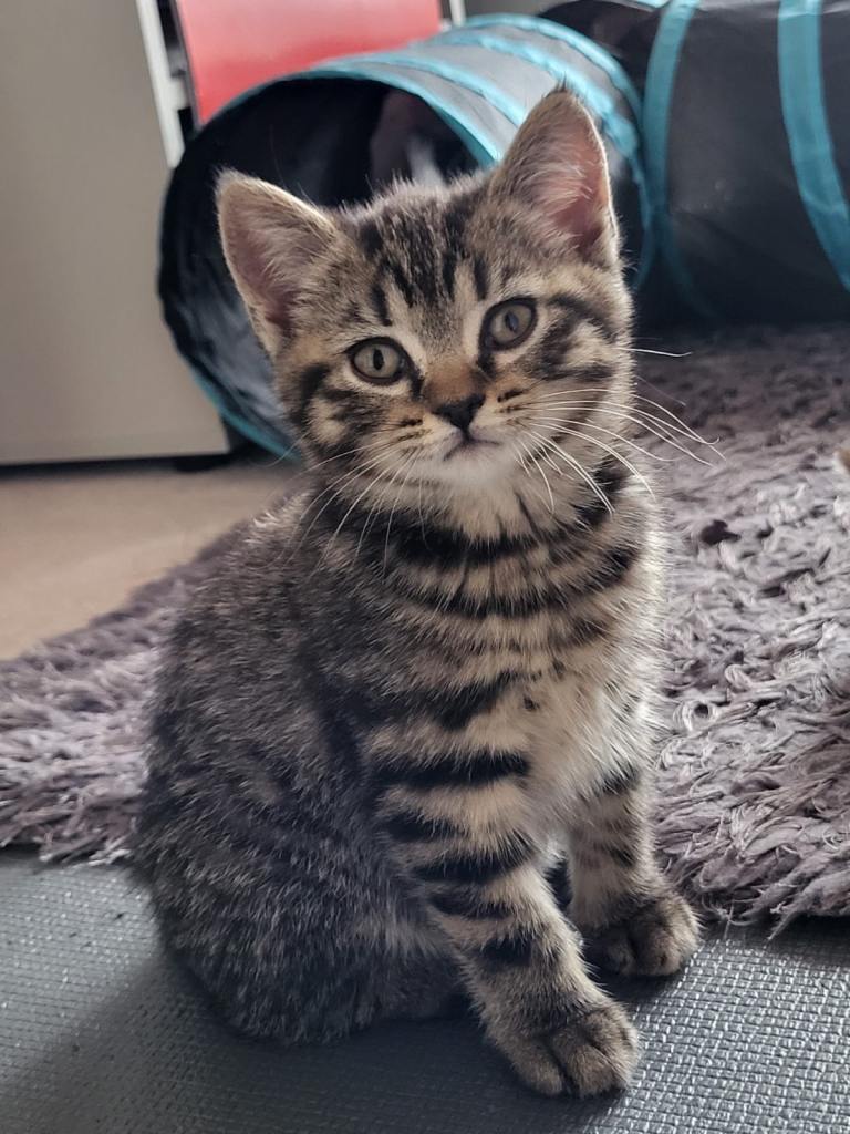 Beautiful tabby girl