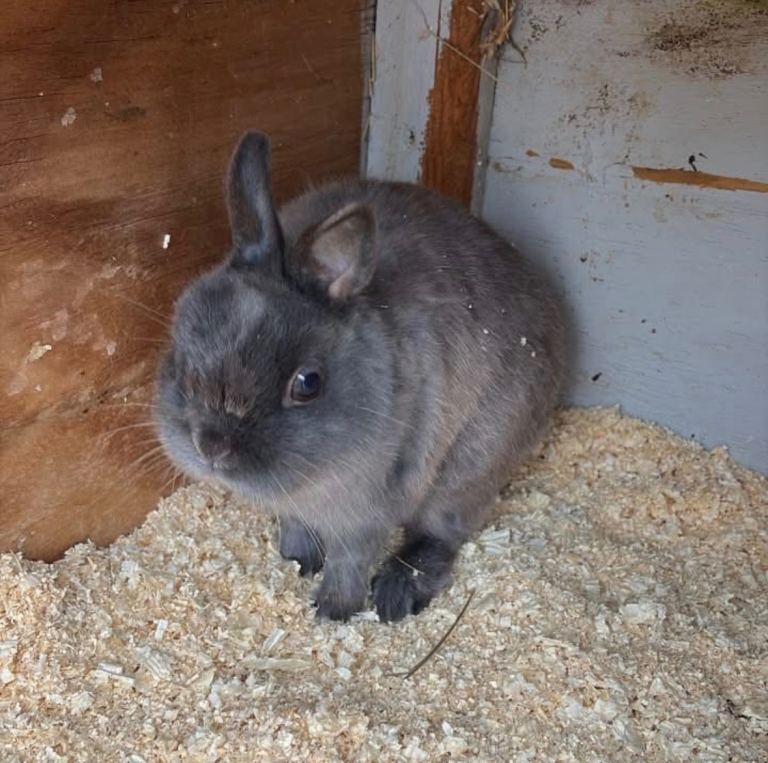  1 male  netherland dwarf  
