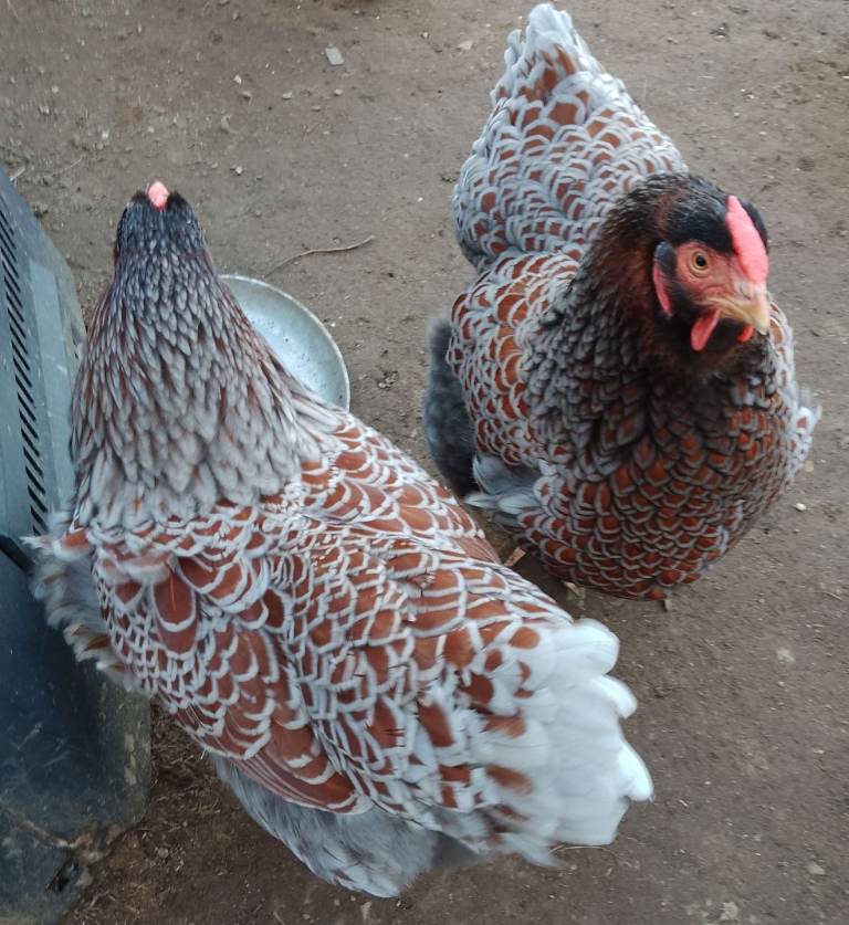 Group of 4, Blue and Silver Laced Wyandotte Chickens