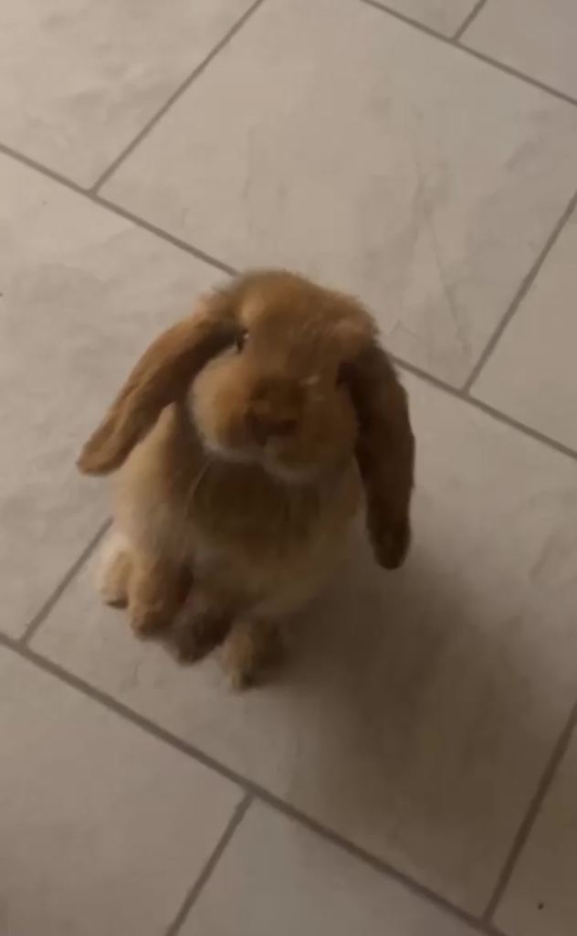 Coco Female Bunny