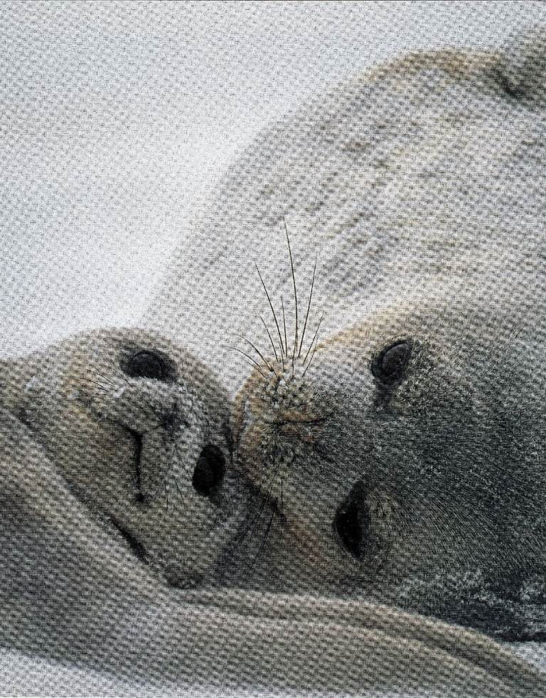 11 Framed original Book Print of SEALS