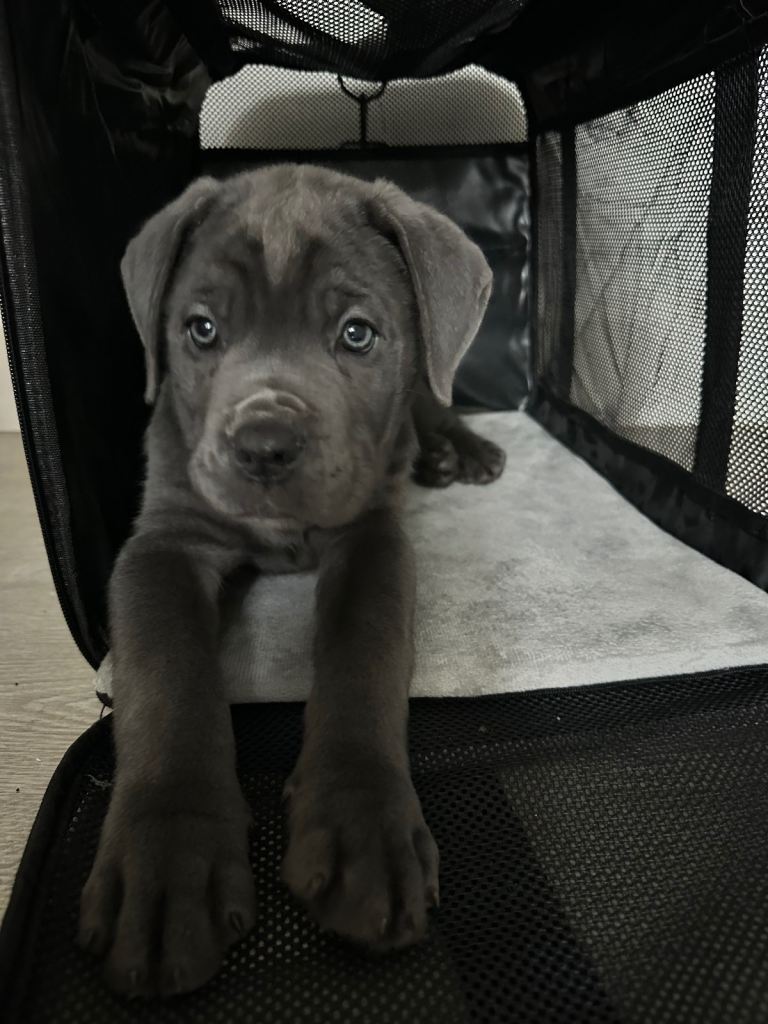 10 Week Old Male Cane Corso