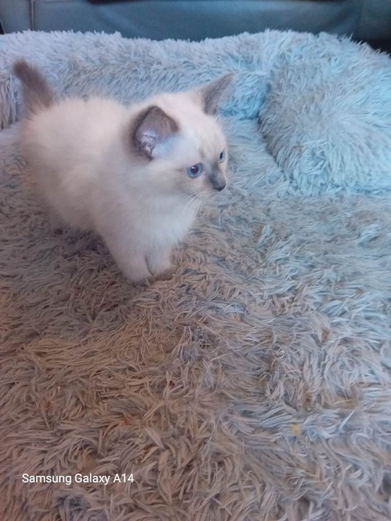 Pure Ragdoll kitten