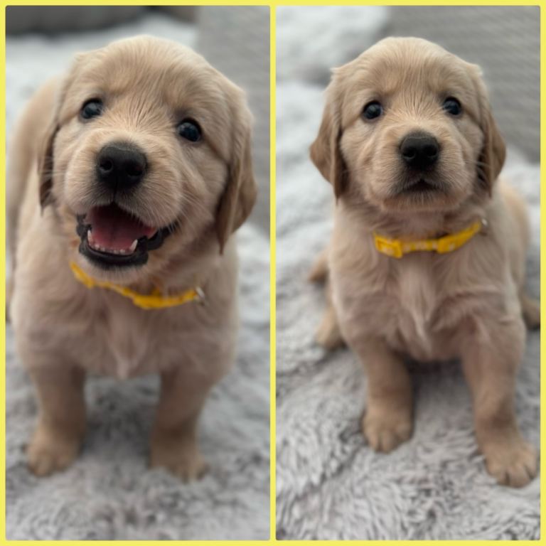 * Beautiful KC Golden retriever puppies*
