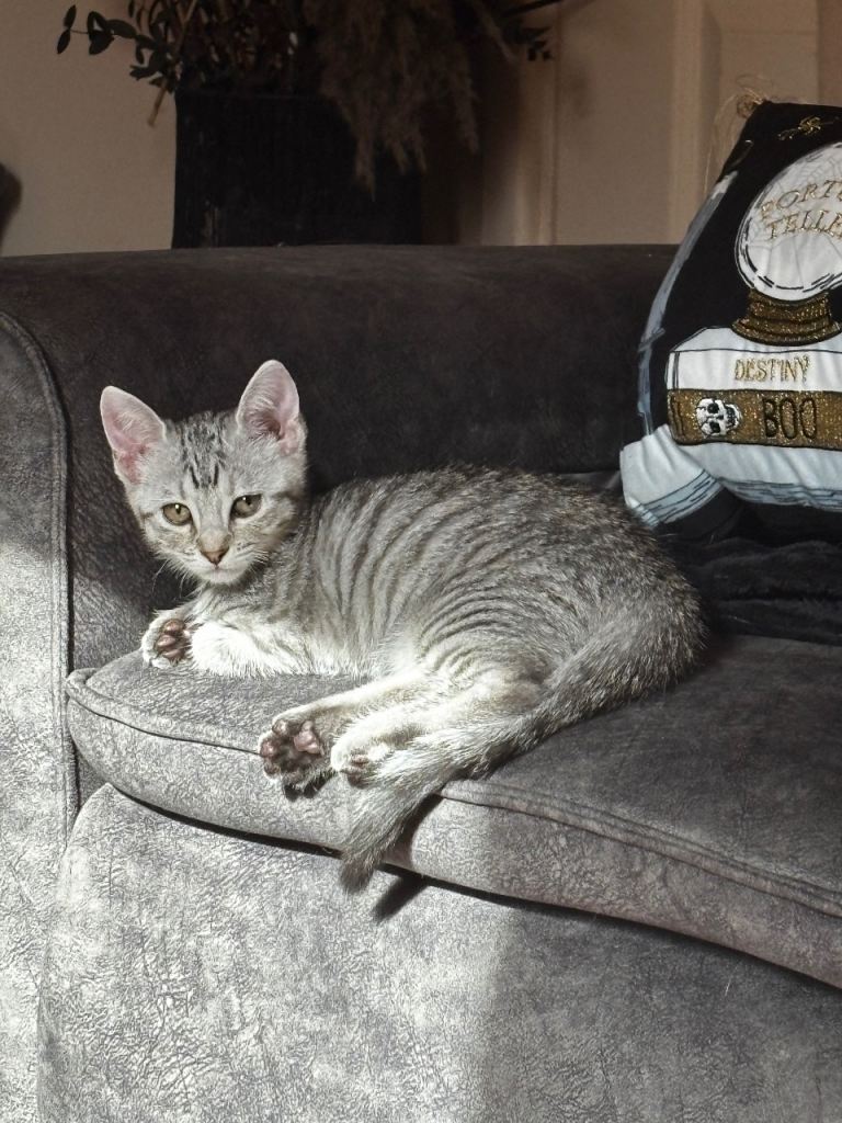 3 beautiful kittens for sale