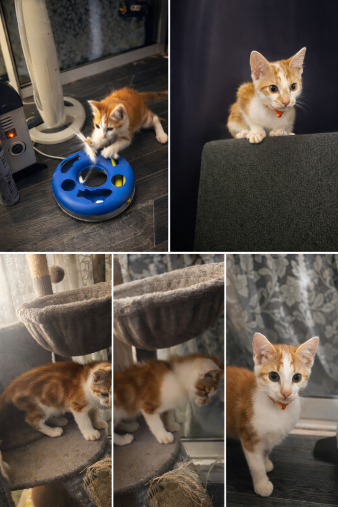 This gorgeous male kitten is now looking for his forever home