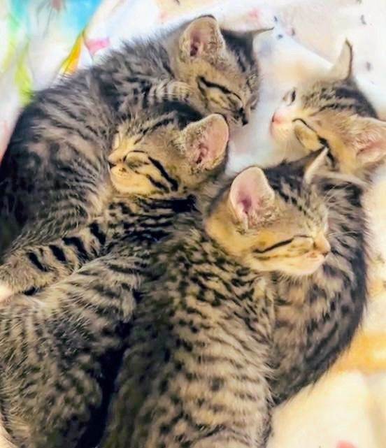 Simply stunning Ragdoll x Bengal kittens ready now for their forever loving new homes :)