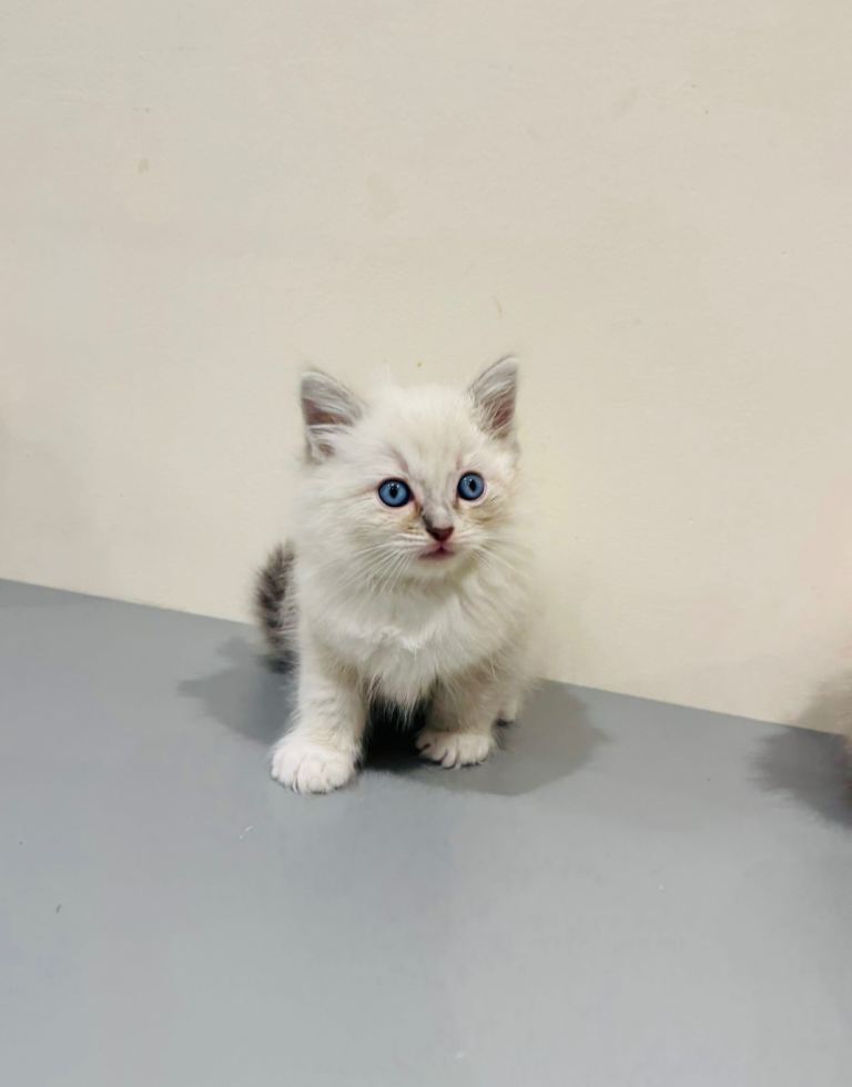 Adorable Ragdoll kittens 