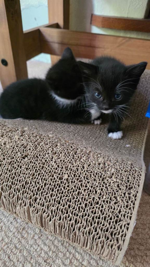 Kittens ready to go in Huddersfield 