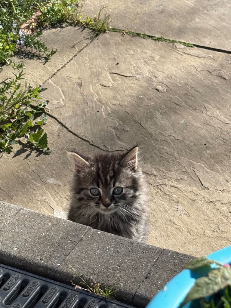 female kitten 