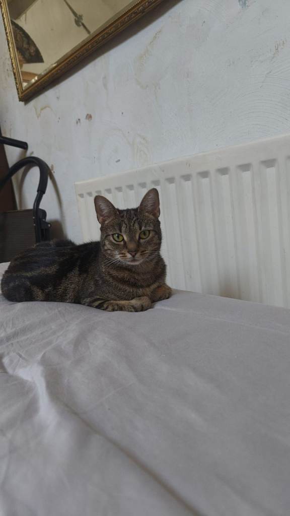 Female Tabby Cat (2 years old / un-neutered) 