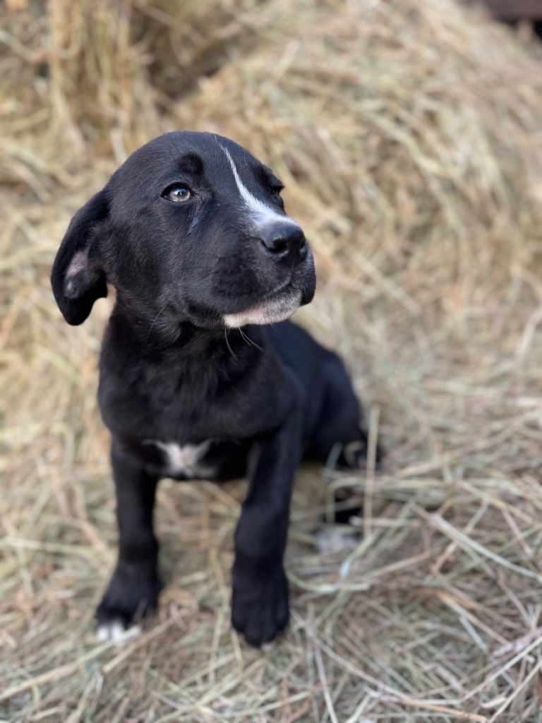 Stunning Cane Corso X Caucasian Shepherd 