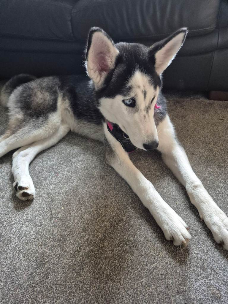 Husky puppy 6 months