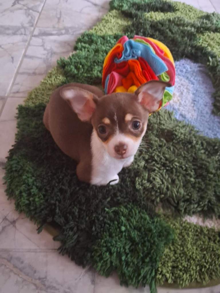 chihuahua
