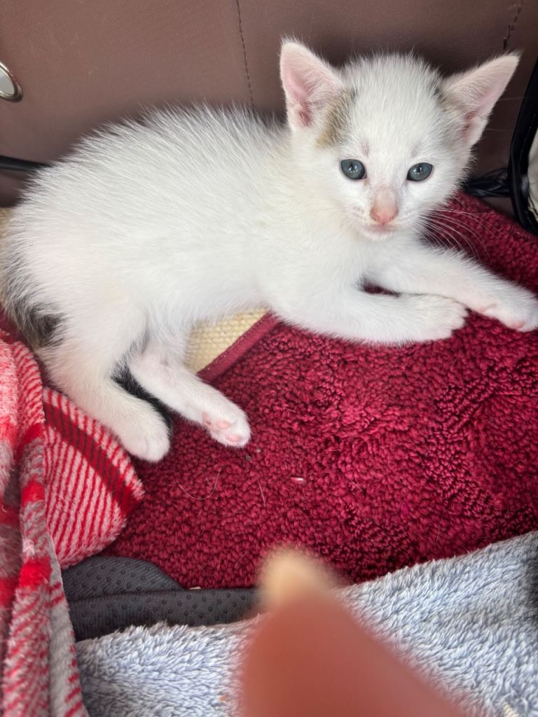 Kittens looking for their forever home 