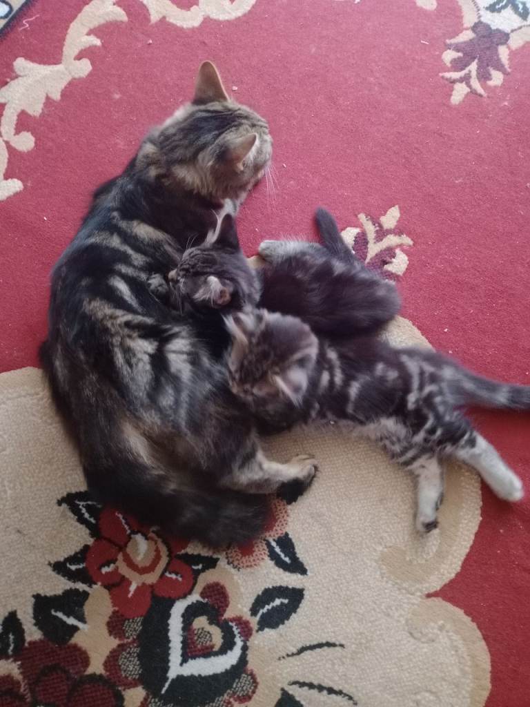 American shorts hair