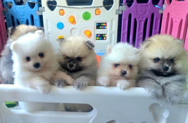 🔥Pomeranian puppies for sale🔥KC reg🔥