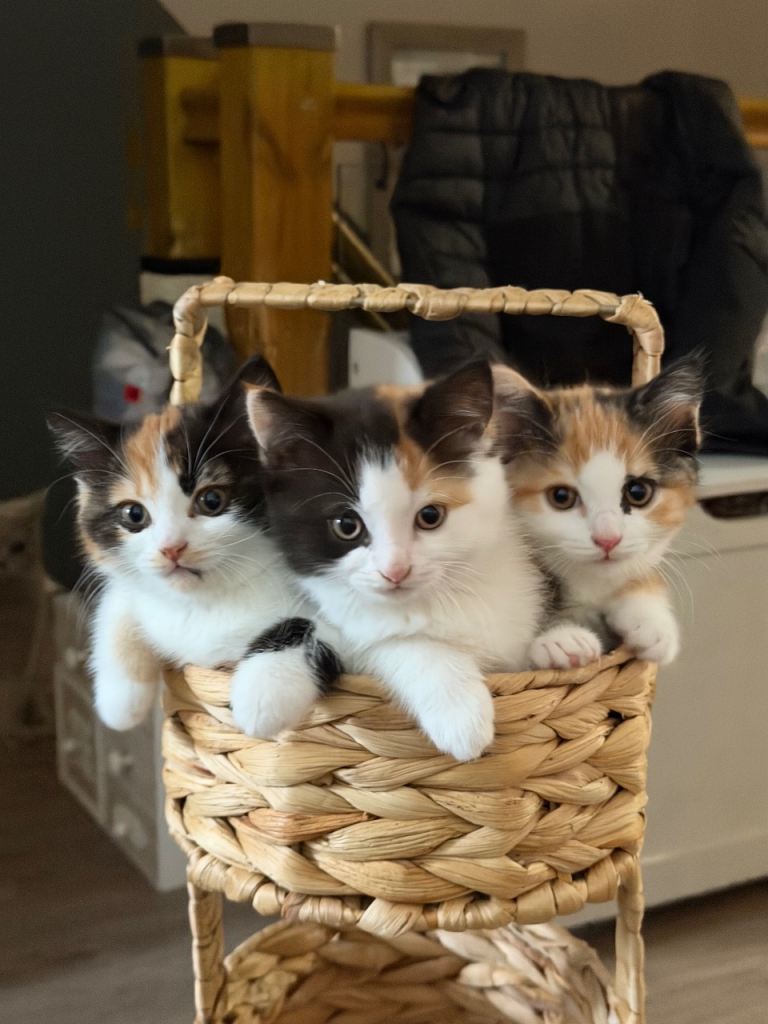Adorable British shorthair female kittens 