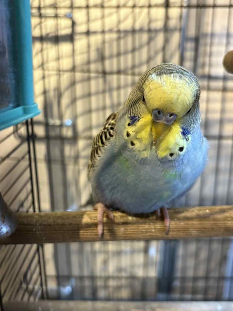 Baby budgies 