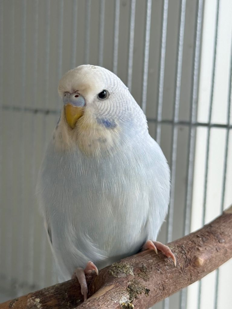 Young and silly budgies for sale