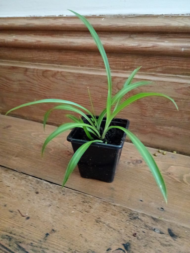 15cm spider plant