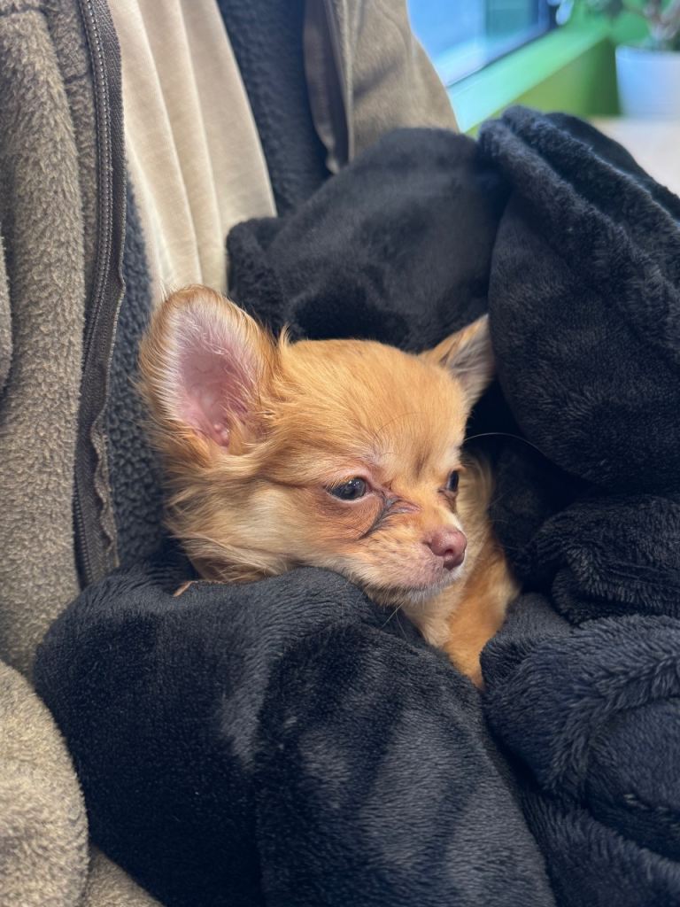 Chihuahua puppy 