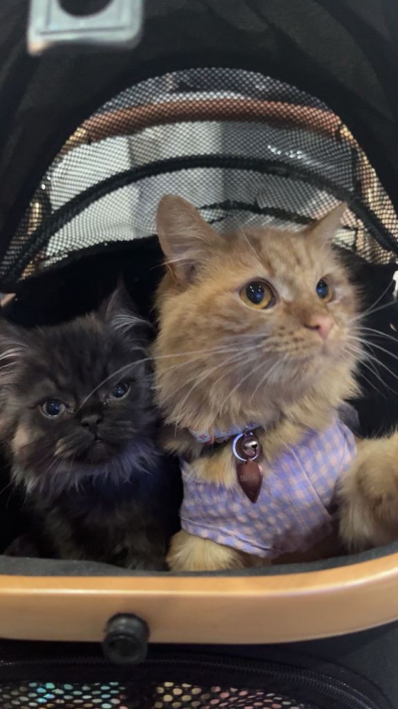 Persian x Turkish angora