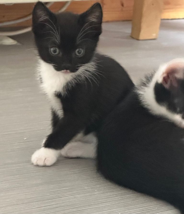 Kittens ready to go