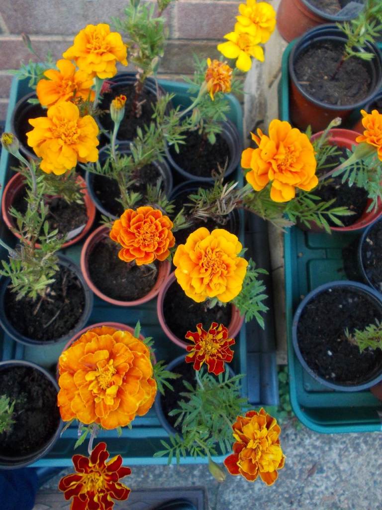 French Marigolds Garden Plants - 2 for £1 or 5 for £2