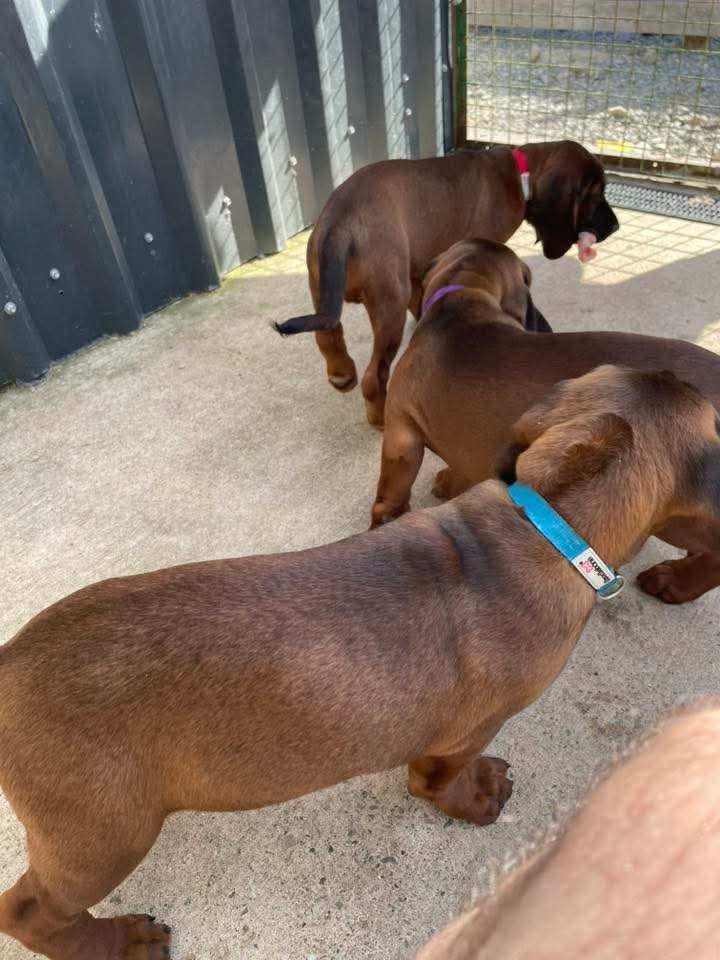 Bavarian Mountain Scent Hound Puppies