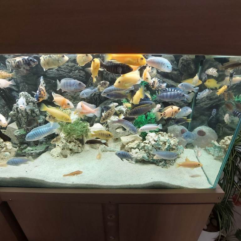 African Malawi Cichlids 