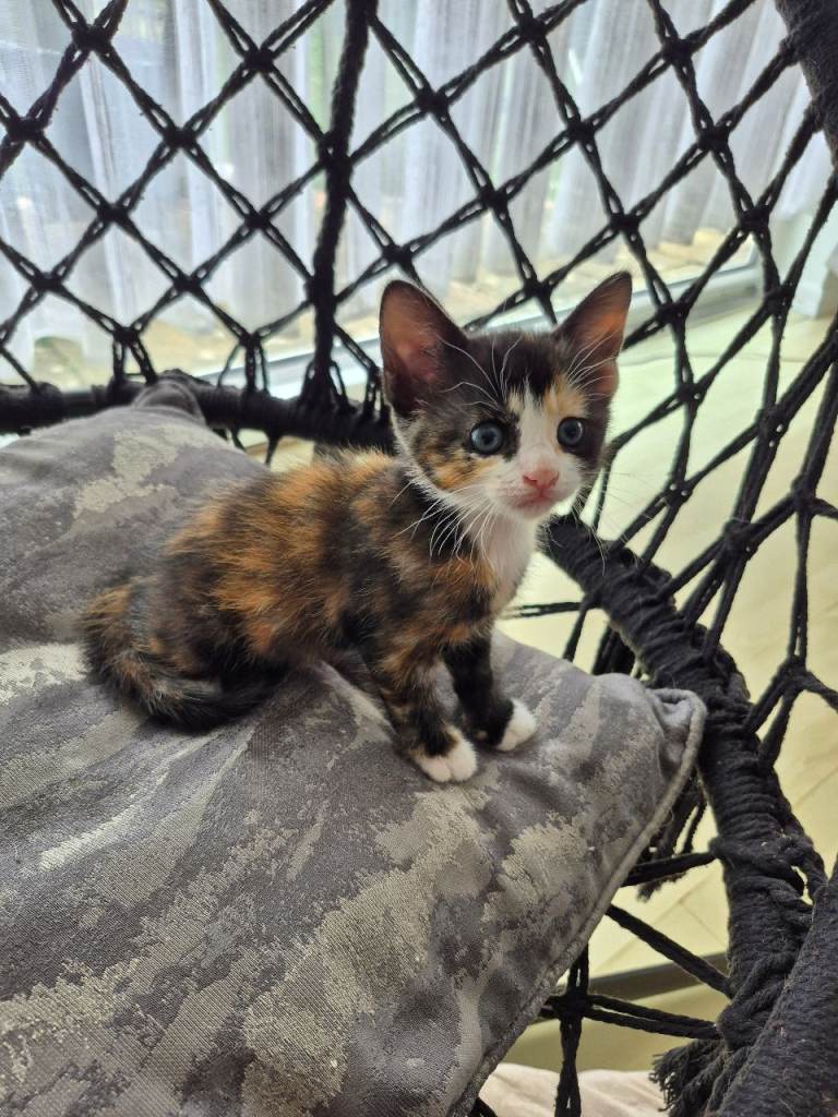 Adorable Kittens